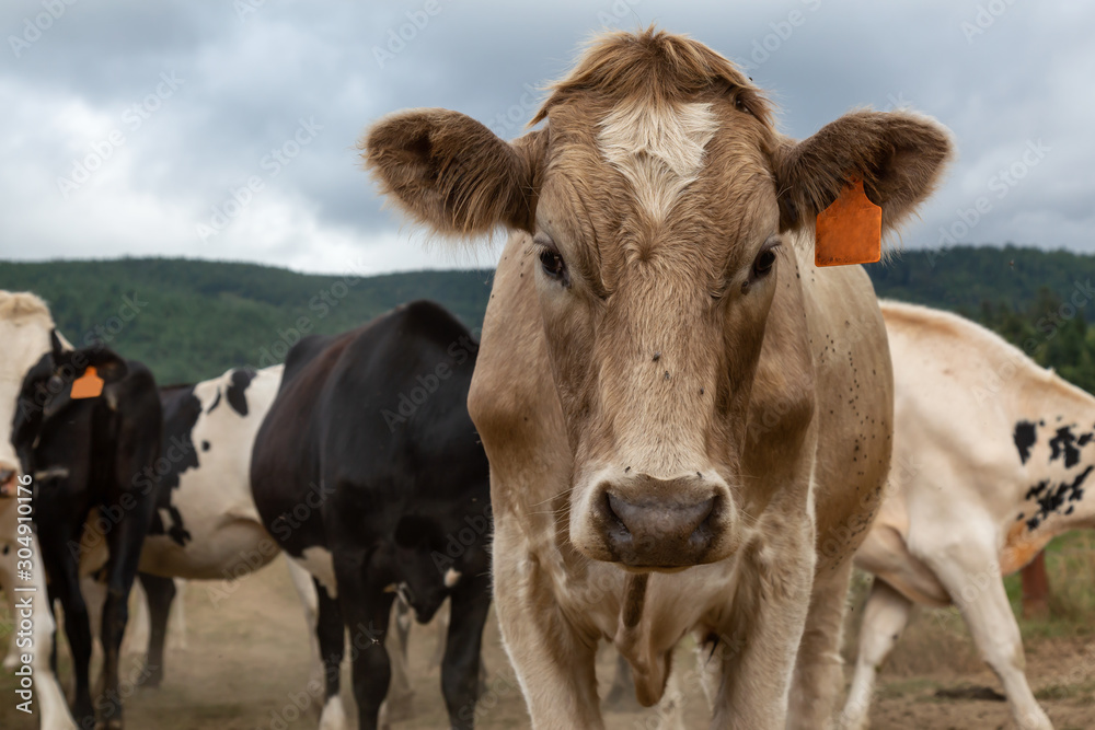 Tillamook County, Oregon, United States. A herd of Cows on a Farm during a cloudy summer day. Tillamook County, Oregon, United States. A herd of Cows on a Farm during a cloudy summer day.