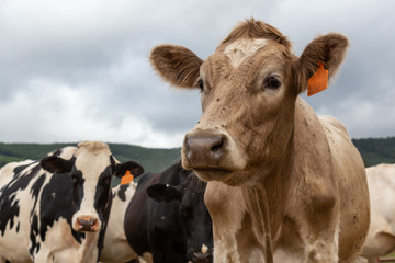 Tillamook County, Oregon, United States. A herd of Cows on a Farm during a cloudy summer day.