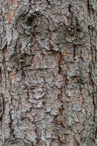Fototapeta Naklejka Na Ścianę i Meble -  Wooden background, pine trunk, pine bark