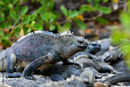 Two Marine Iguanas portrait right