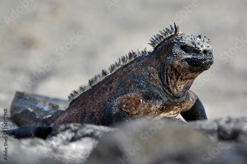 Marine iguana on Galapagos islands
