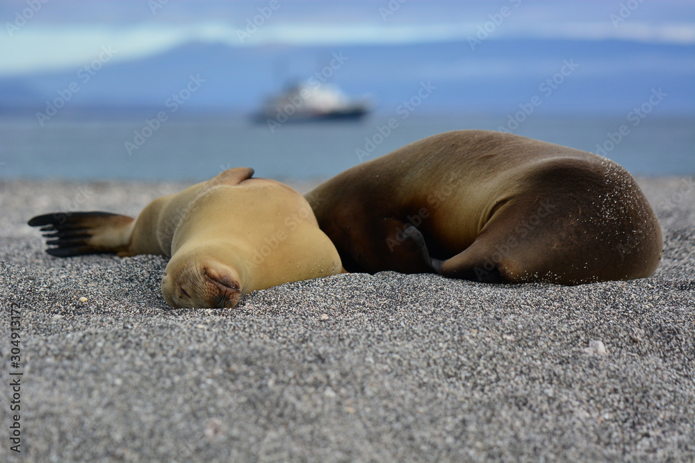 Fototapeta premium Sleepy Sea lions - Galapagos