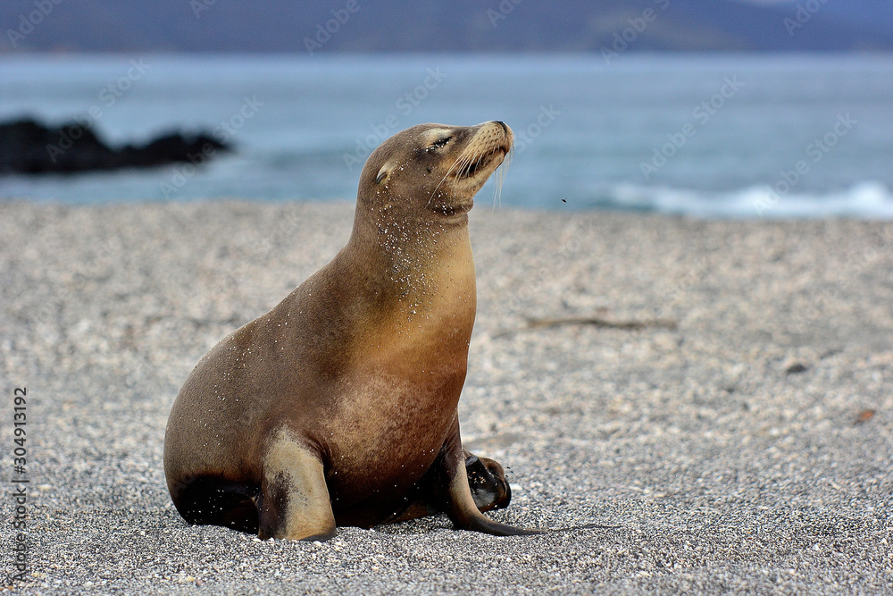 Fototapeta premium mommy sea lion -Galapagos