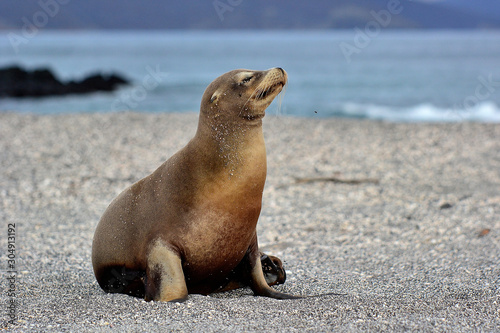 mommy sea lion -Galapagos