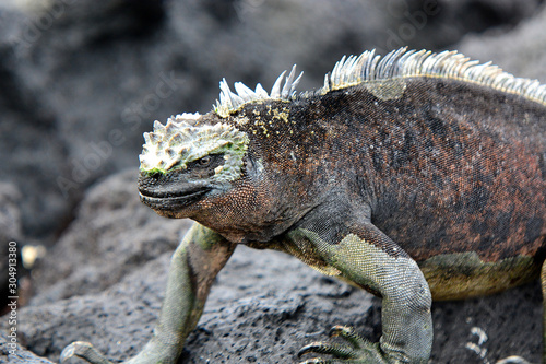 Close-up marine iguana