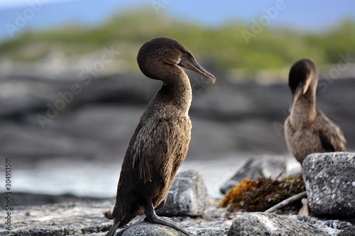 Cormorant profile - Galapagos
