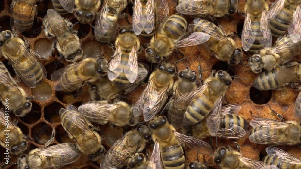 Bees in the colony. The brood-nest. Wax cap. Sealed-brood, the brown capped cells each contain a pupating bee larvae