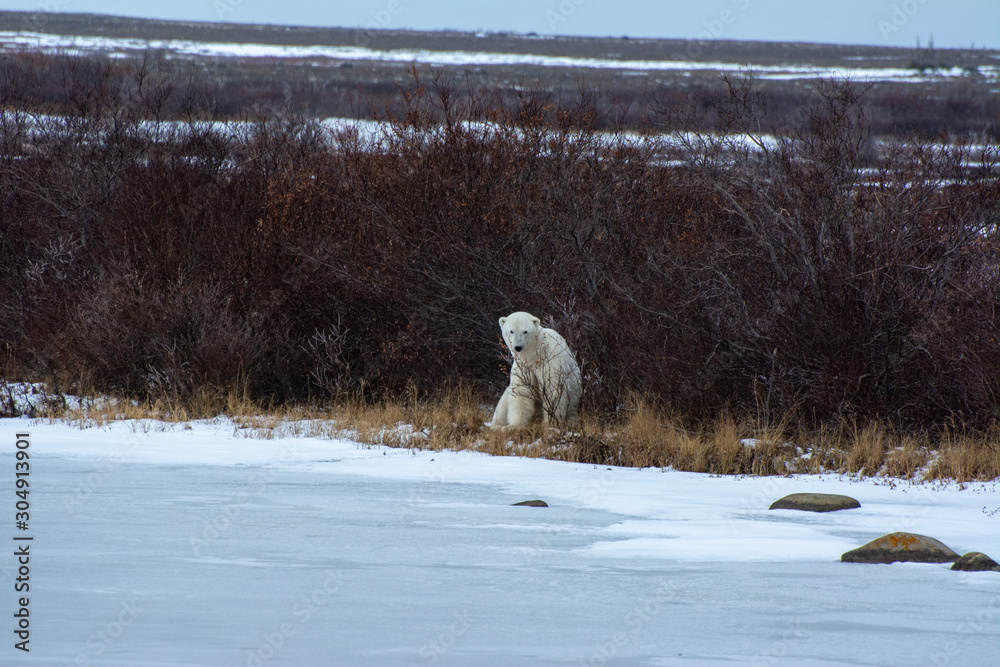polar bear sitting in willows near a frozen pond polar bear sitting in willows near a frozen pond