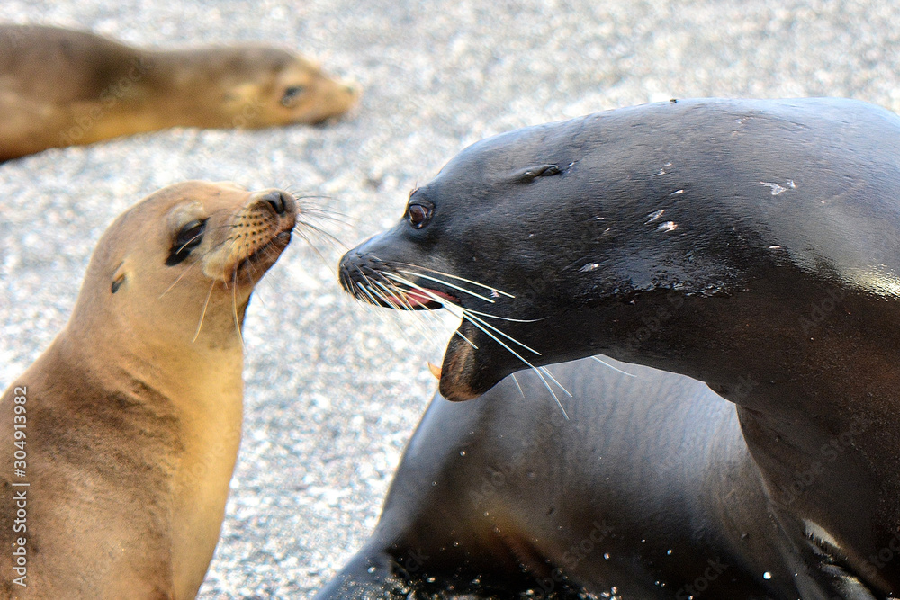 Obraz premium Sea lion in control