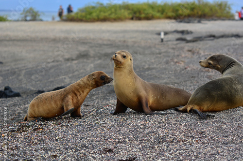 Sea Lion family