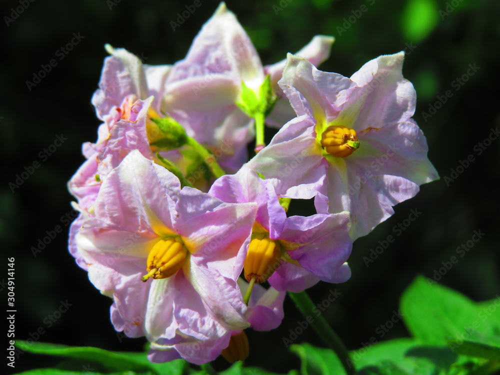 Obraz premium potato flowers