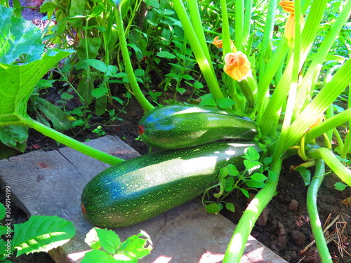 green zucchini in the garden