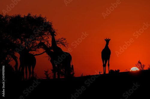 Silhouette of Four Giraffes at Sunset in Botswana, Africa © Evelyn