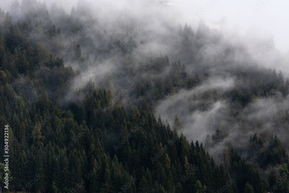 Foggy weather and spruce forest