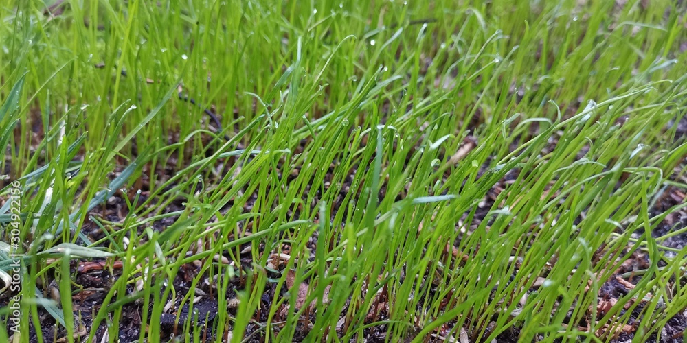 Rasen Gras Wiese Rasen Gras Wiese
