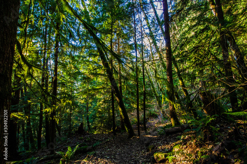 lynn valley, vancouver, November, trail, canada, forest, trees, nature, tree, green, woods, landscape, wood, summer, autumn, pine, light, sun, leaves, natural, foliage, woodland, environment, fall, su