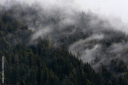 Foggy weather and spruce forest