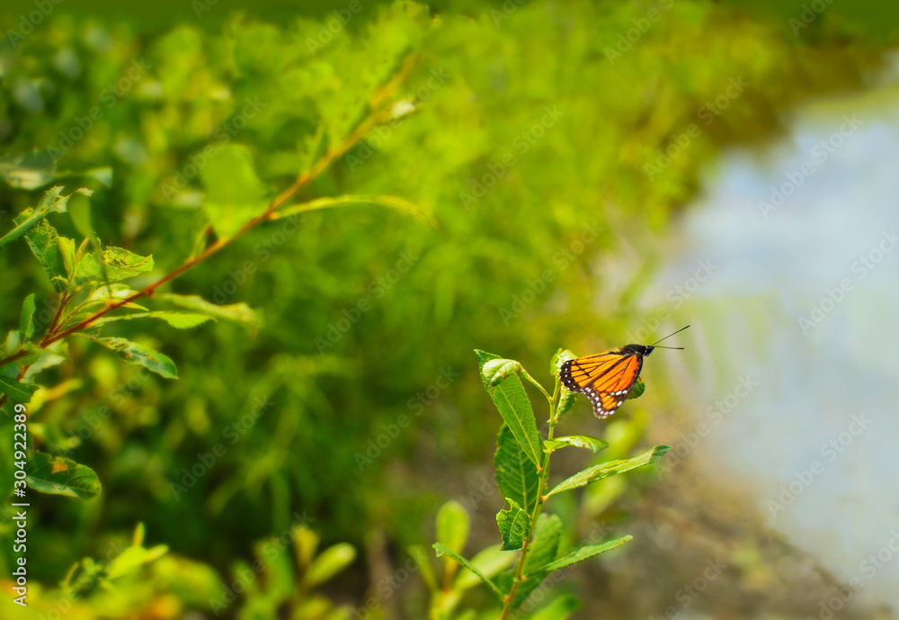 Viceroy Butterfly Limenitis archippus on common milkweed leaf with copy space wild in nature Viceroy Butterfly Limenitis archippus on common milkweed leaf with copy space wild in nature