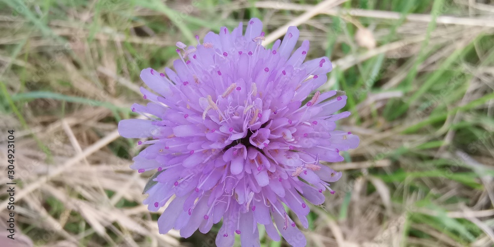Blume Blume