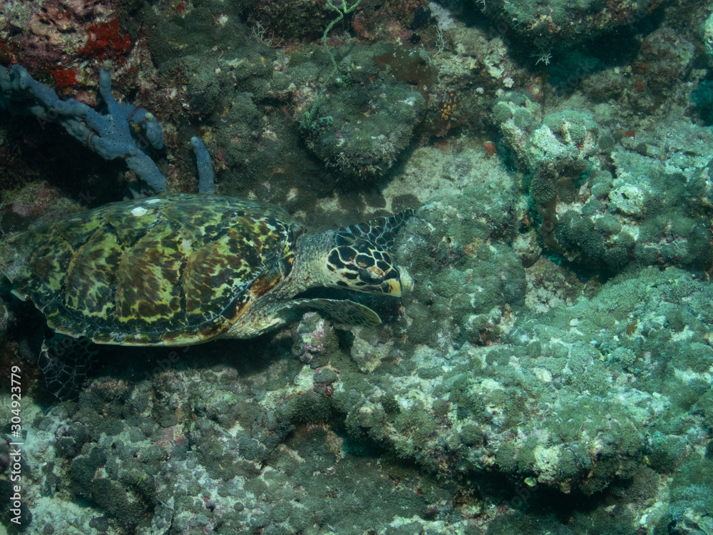 Fototapeta premium Sea