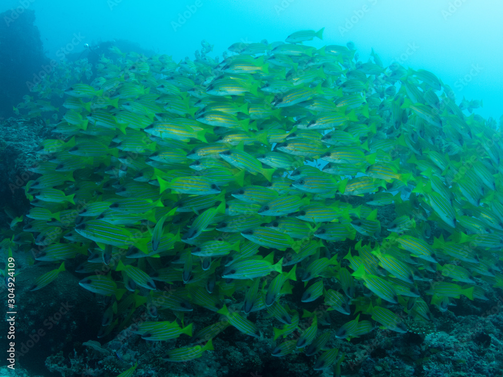 Fototapeta premium Sea