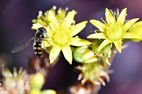 Obraz na plátne A hover fly with outstretched wings settles briefly on a yellow flower in a Wont