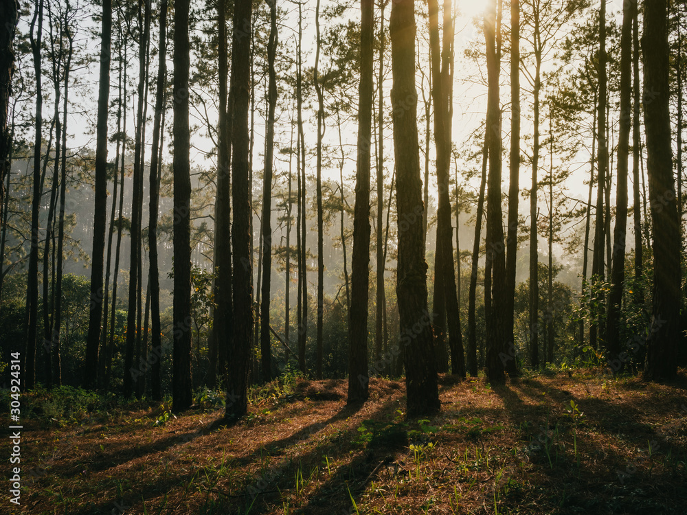 Fototapeta premium Sunlight pouring through pine trees in forest