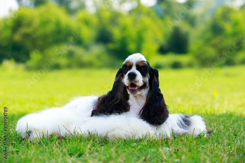 фотографія Dog breed american cocker spaniel