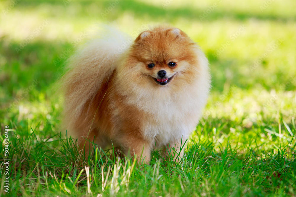 The dog breed pomeranian spitz