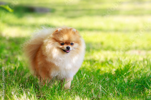 The dog breed pomeranian spitz photo
