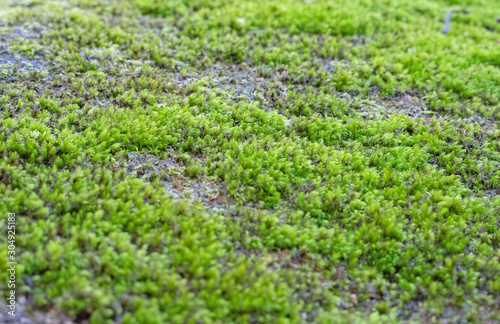many green moss or algae cover on the rock in the park.
