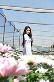 Portrait young beautiful asian woman in blue dress relaxing at chrysanthemum flower garden