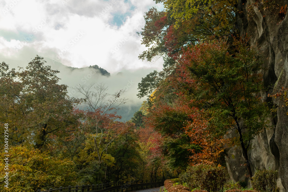 Obraz premium 東京 奥多摩 紅葉