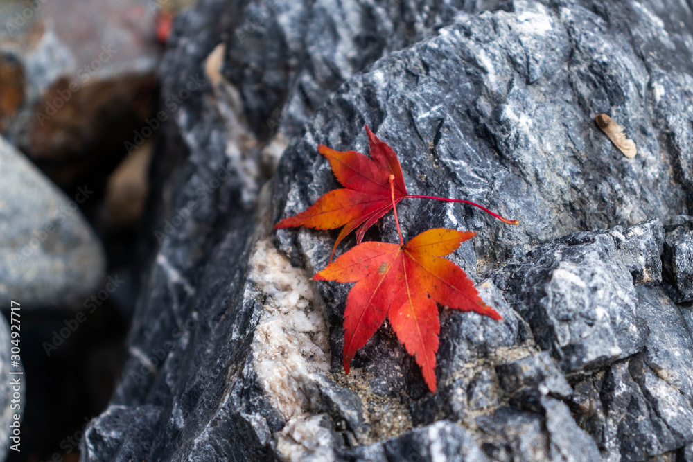 紅葉