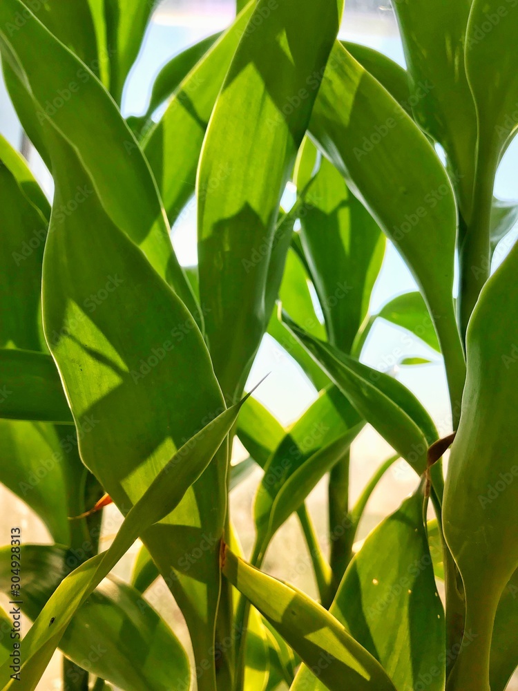 The growing lucky bamboos are near the window shaded by morning sunlight. The growing lucky bamboos are near the window shaded by morning sunlight.