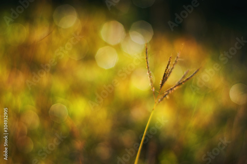 Close up view of nature in morning light moment