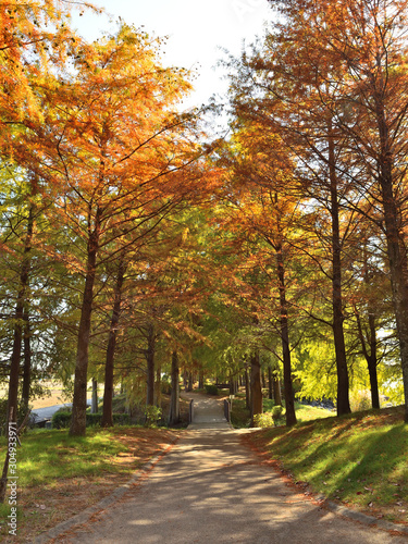 天満大池公園の紅葉