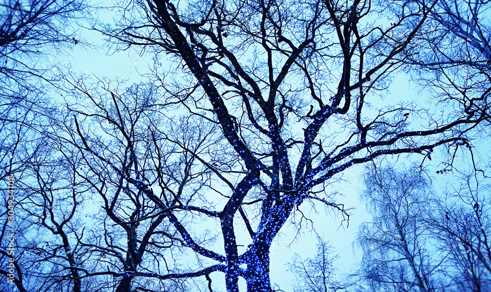 Garland sparkles on tree branches, atmosphere festive background. Decorative outdoor lights hanging on tree in garden or park at night time. soft selective focus Garland sparkles on tree branches, atmosphere festive background. Decorative outdoor lights hanging on tree in garden or park at night time. soft selective focus