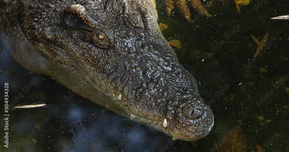 Crocodile close up of head sitting in water. Crocodile close up of head sitting in water.