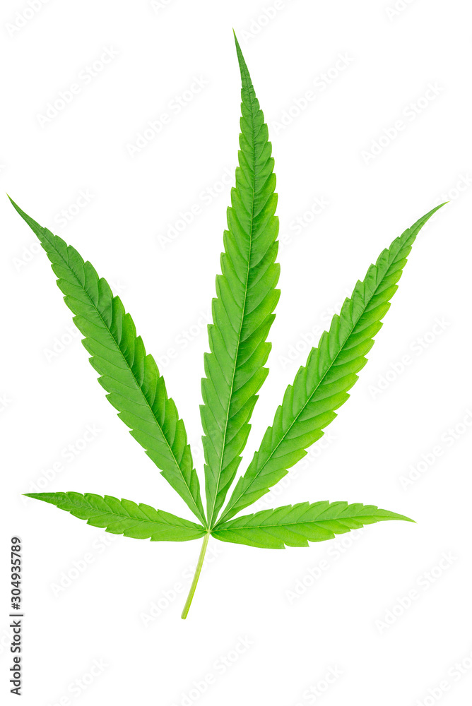 Single green marijuana or cannabis leaf on white background. Single green marijuana or cannabis leaf on white background.