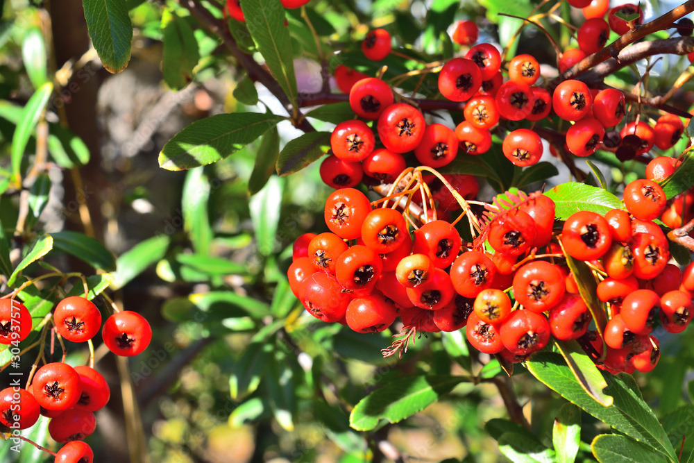 公園に咲くピラカンサス Stock 写真 Adobe Stock 公園に咲くピラカンサス Stock 写真 Adobe Stock