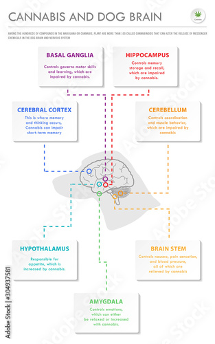 Cannabis and Dog Brain vertical business infographic illustration about cannabis as herbal alternative medicine and chemical therapy, healthcare and medical science vector.