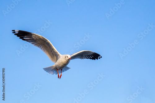 Seagull bird flying on sea at Bang poo, Samutprakan, Thailand. 