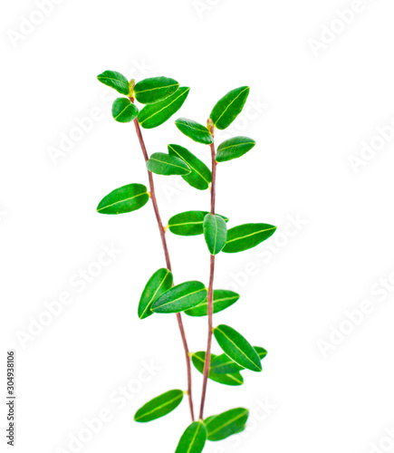 Cowberry branches with green leaves isolated on a white background.