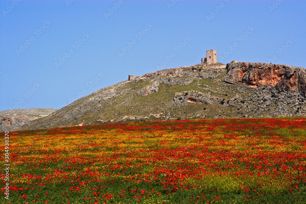 View of Star castle on the hilltop with a poppy field in the foreground, Teba, Andalusia, Spain. View of Star castle on the hilltop with a poppy field in the foreground, Teba, Andalusia, Spain.