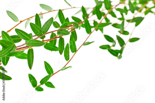 Cowberry branches with green leaves isolated on a white background. © Snowbelle