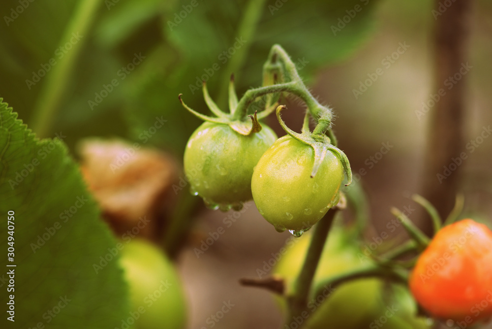 Unripe tomatoes in the garden in the summer after rain close-up Unripe tomatoes in the garden in the summer after rain close-up