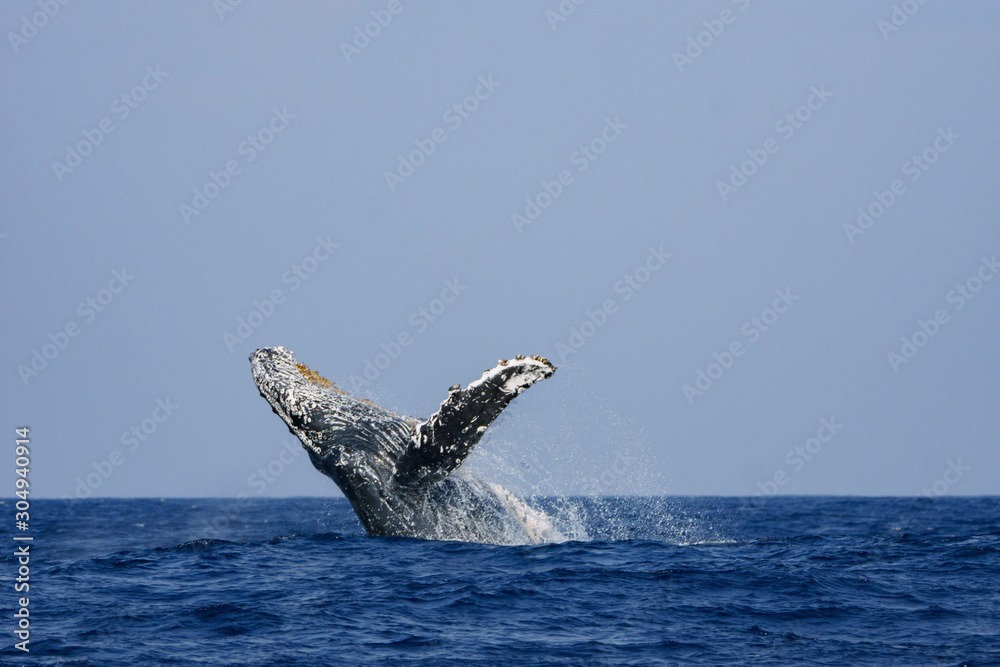 Naklejka premium 小笠原の海でジャンプするザトウクジラ