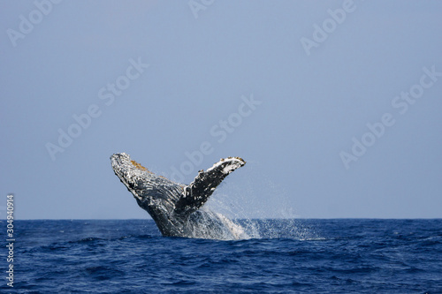 小笠原の海でジャンプするザトウクジラ