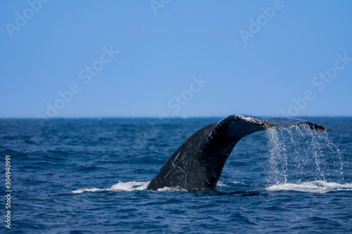 尾びれを上げるザトウクジラ　小笠原 © shota